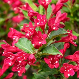 Weigela All Summer Red, С2 obrázok 1