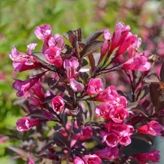 Weigela florida Wine and Roses Alexandra, С2 obrázok 2