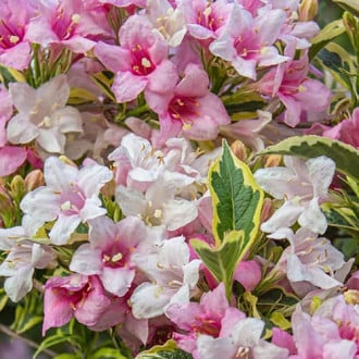 Weigela Magical® Rainbow, С2 obrázok 3