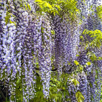 Wisteria floribunda Domino, С2 obrázok 4