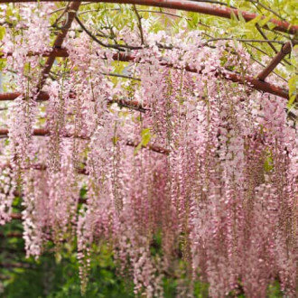 Wisteria floribunda Kuchi-beni, С2 obrázok 5