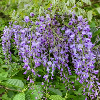 Wisteria floribunda Multijuga, С2 obrázok 6
