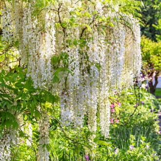 Wisteria floribunda Shiro-noda, С2 obrázok 2