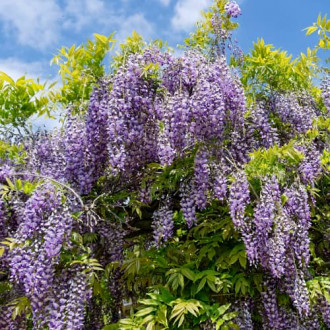 Wisteria macrostachya Blue Moon, С2 obrázok 2