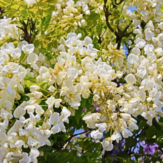 Wisteria macrostachya Clara Mack, С2 obrázok 3