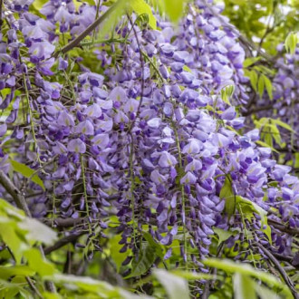 Wisteria sinensis Amethyst, С2 obrázok 4