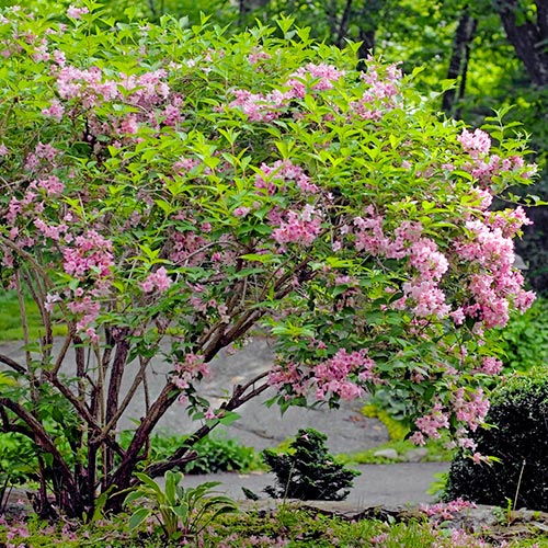Vajgela Rosea artikel fotografia 1 Vajgela Rosea obrázok 1 artikel 9196