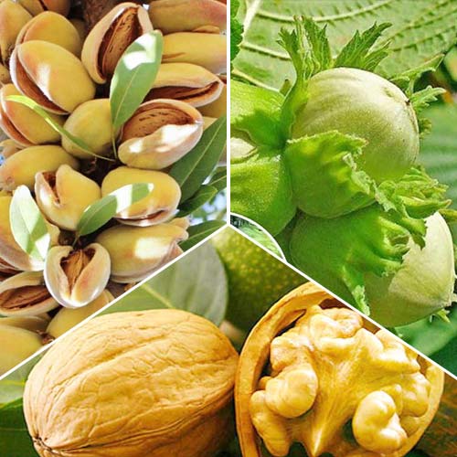 Super ponuka! Súprava Jabloňové trio, 3 sadenice obrázok 1 artikel 6945