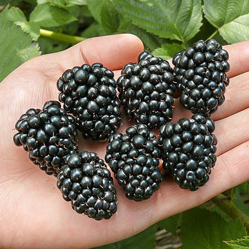 Černica Thornfree obrázok 1 artikel 7695