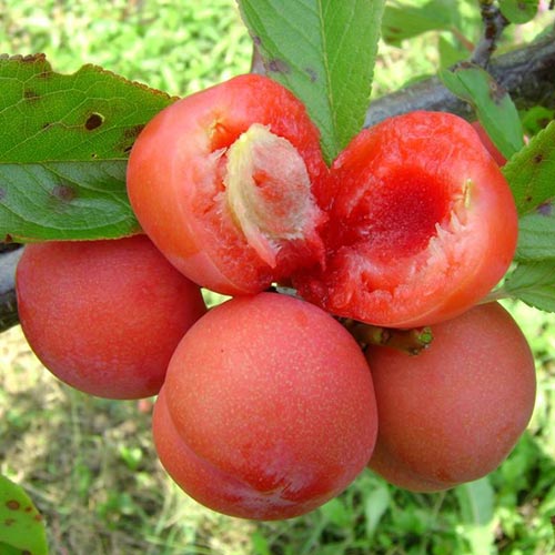 Slivka Jamaica, С2 obrázok 1 artikel 4309