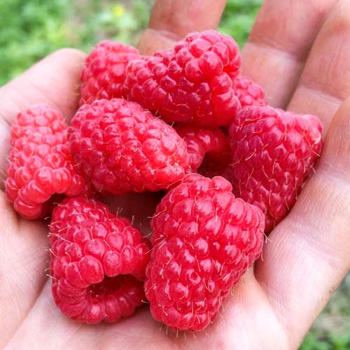 Malina Tulameen obrázok 1 artikel 7624