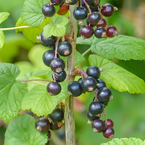 Ríbezľa čierná Ben Lomond obrázok 1 artikel 7047