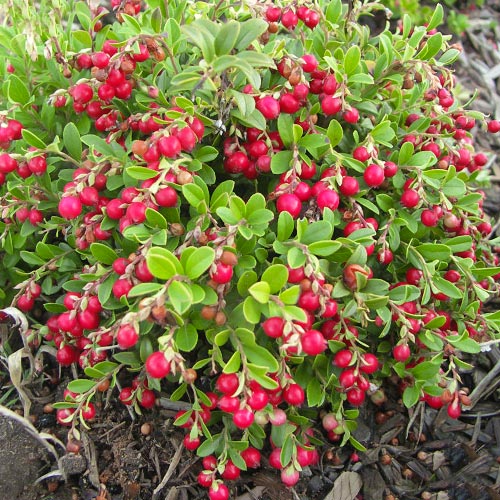 Brusnica Koralle obrázok 1 artikel 9207