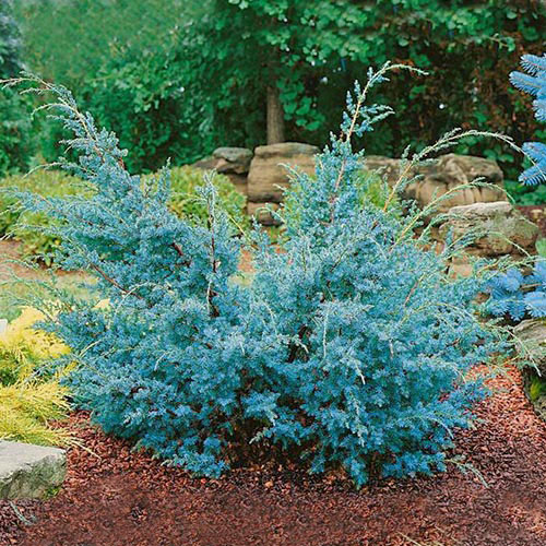 Jalovec Blue Alps artikel fotografia 1 Jalovec Blue Alps obrázok 1 artikel 9456