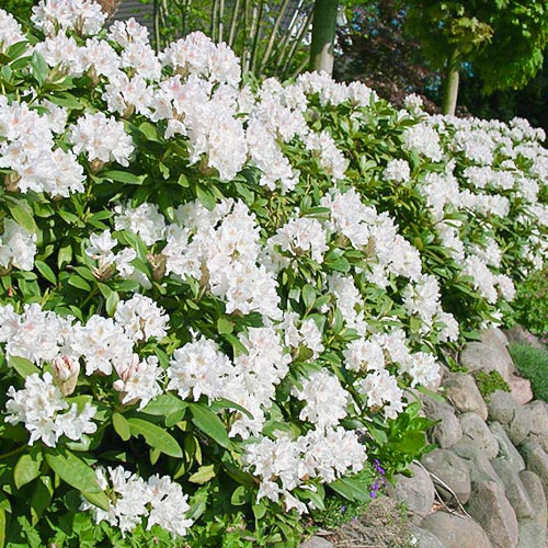 Rododendron Cunningham`s White artikel fotografia 1 Rododendron Cunningham`s White obrázok 1 artikel 9088