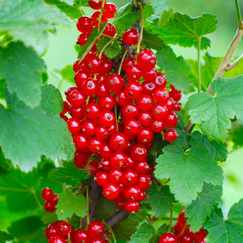 Ríbezľa červená Rondom obrázok 1 artikel 7603