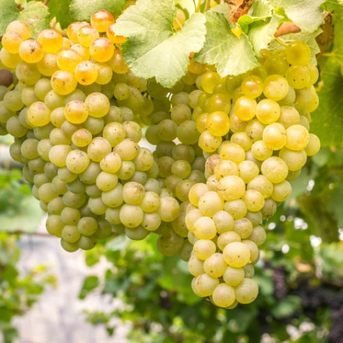 Hrozno biely obrázok 1 artikel 7312