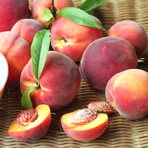 Broskyňa Carlo obrázok 1 artikel 4290