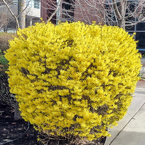 Orgován Charles Joly obrázok 1 artikel 9096