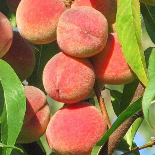 Broskyňa Peace artikel fotografia 1 Broskyňa Peace obrázok 1 artikel 6941