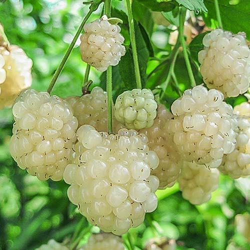 Černica White obrázok 1 artikel 7690