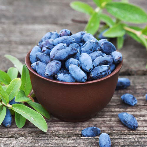 Zemolez kamčatský Aurora obrázok 1 artikel 9302