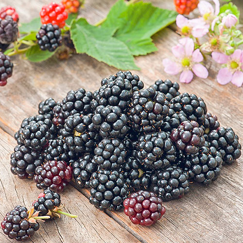 Černica Gurgator obrázok 1 artikel 7693