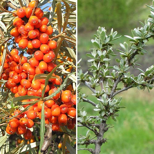 Rakytník rešetliakový Altajský: samec (1) + samice (1) obrázok 1 artikel 9285