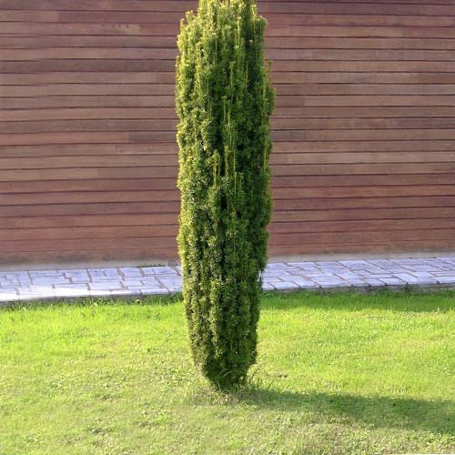 Tis Fastigiata Robusta obrázok 1 artikel 9411