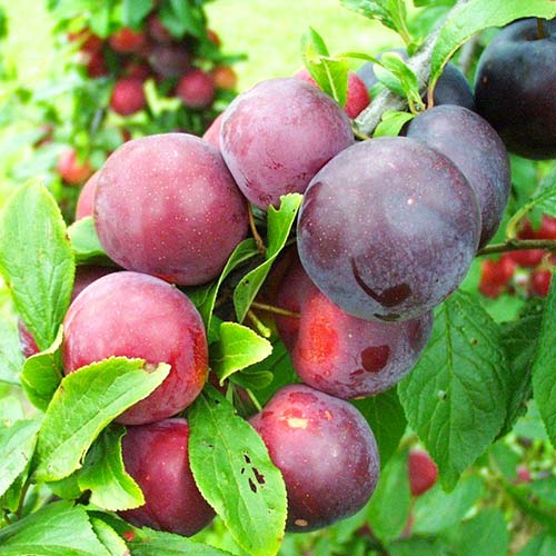 Slivka Ruby Crunch obrázok 1 artikel 4312