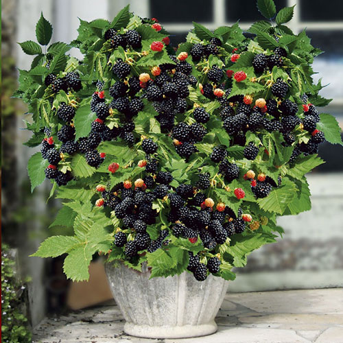 Černica Pitic obrázok 1 artikel 7694