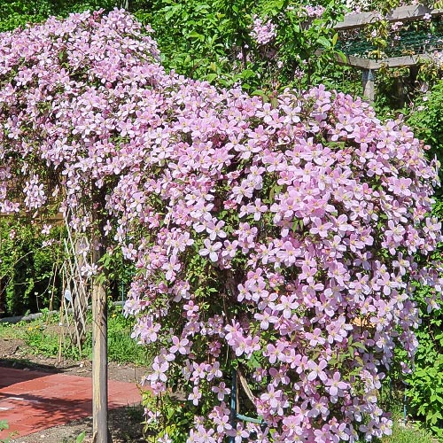 Plamienok Grandiflora obrázok 2 artikel 9052