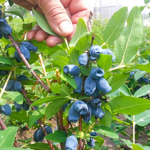 Zemolez kamčatský Bakczarskaja obrázok 1 artikel 9304