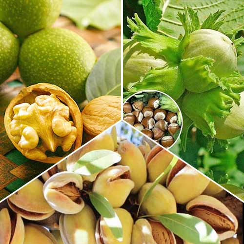 Super ponuka! Súprava Orechov, 3 sadenice obrázok 1 artikel 6944