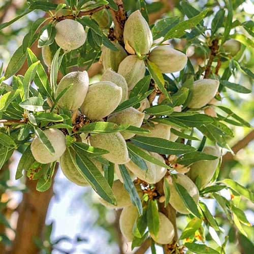 Mandľovník Vailfas obrázok 1 artikel 6925