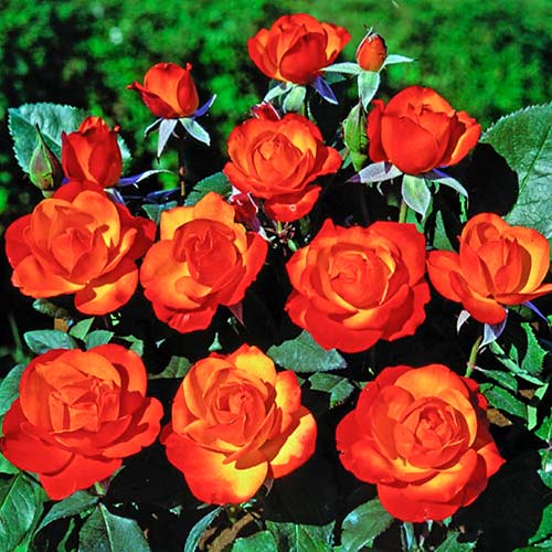 Ruža lezecká Tempi Moderni ®, C5 obrázok 1 artikel 5492