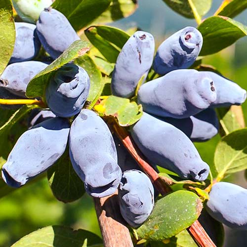 Zemolez kamčatský Jolanta obrázok 1 artikel 9330