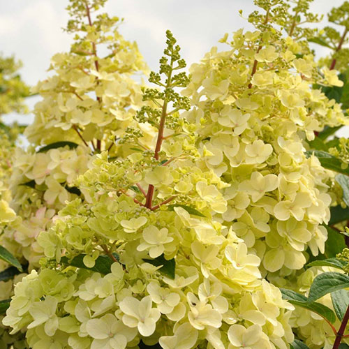 Hortenzia metlinatá Candlelight obrázok 1 artikel 9037