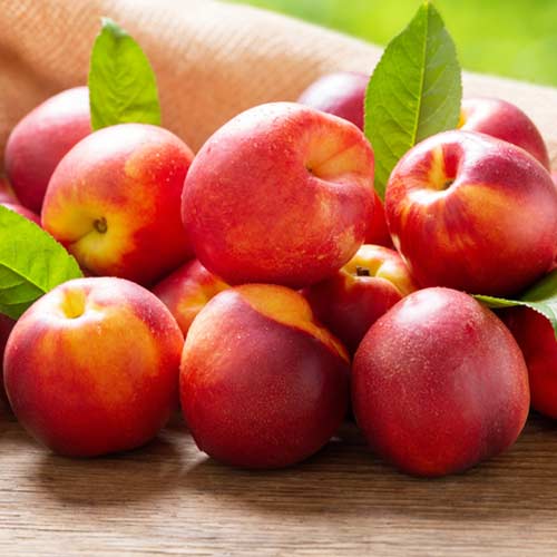 Nektárinka Rafale obrázok 1 artikel 4286