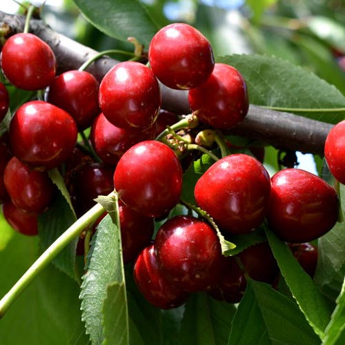 Čerešňa Lydia, С2 artikel fotografia 1 Čerešňa Lydia, С2 obrázok 1 artikel 7967