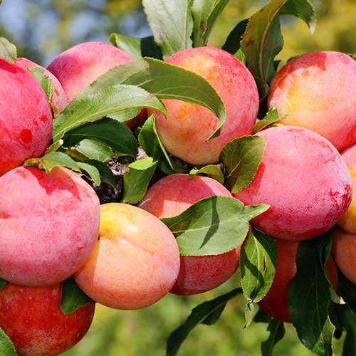 Slivka Red Freedom obrázok 1 artikel 4310