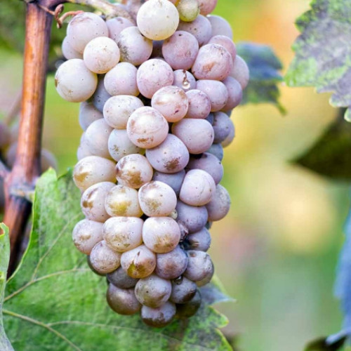 Hrozno Hibernal obrázok 1 artikel 6961