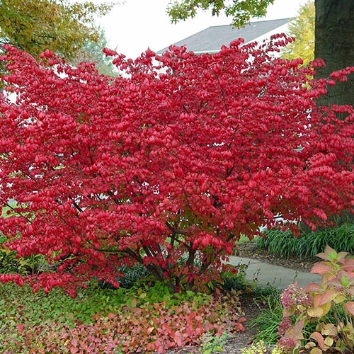 Bršlen Compactus obrázok 1 artikel 9121