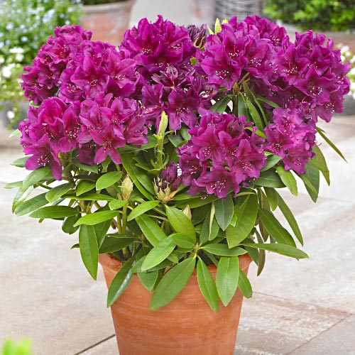Rododendron Polarnacht, P9 artikel fotografia 1 Rododendron Polarnacht, P9 obrázok 1 artikel 9157