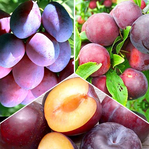 Super ponuka! Súprava Sliviek trio, 3 sadenice obrázok 1 artikel 4315