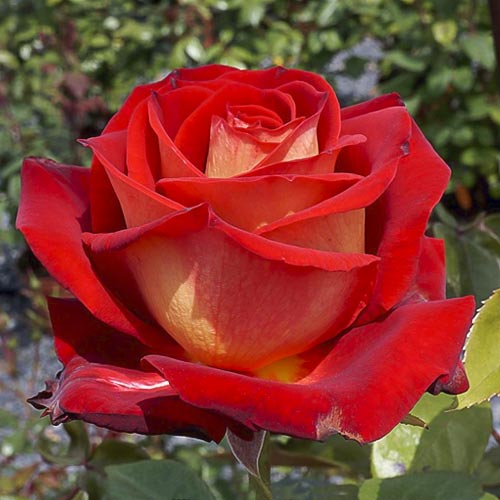 Ruža veľkokvetá Bicolette, root ball obrázok 1 artikel 2106