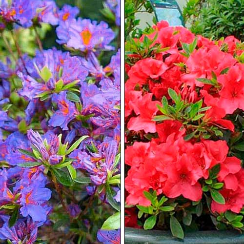 Super ponuka! Azalka, sada 2 odrôd obrázok 1 artikel 76706