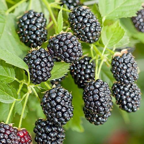 Černica Gallant obrázok 1 artikel 7050