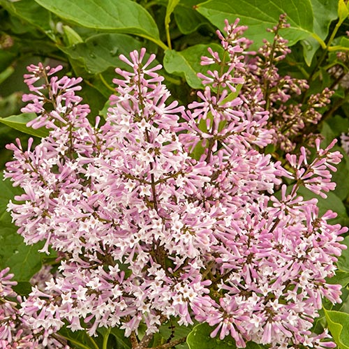 Orgován Miss Kim, P9 artikel fotografia 1 Orgován Miss Kim, P9 obrázok 1 artikel 9161