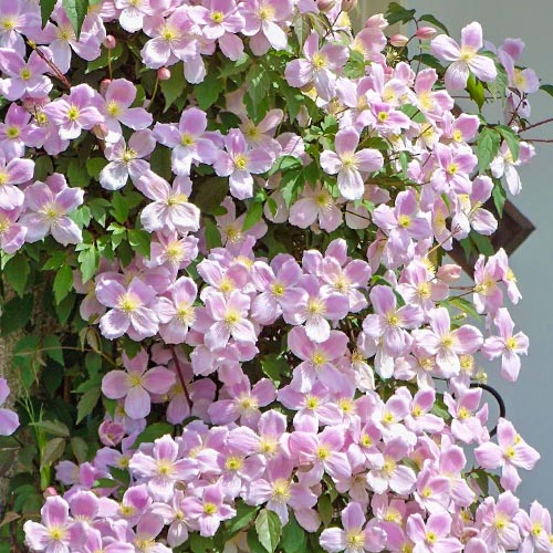 Plamienok Elizabeth obrázok 1 artikel 9053